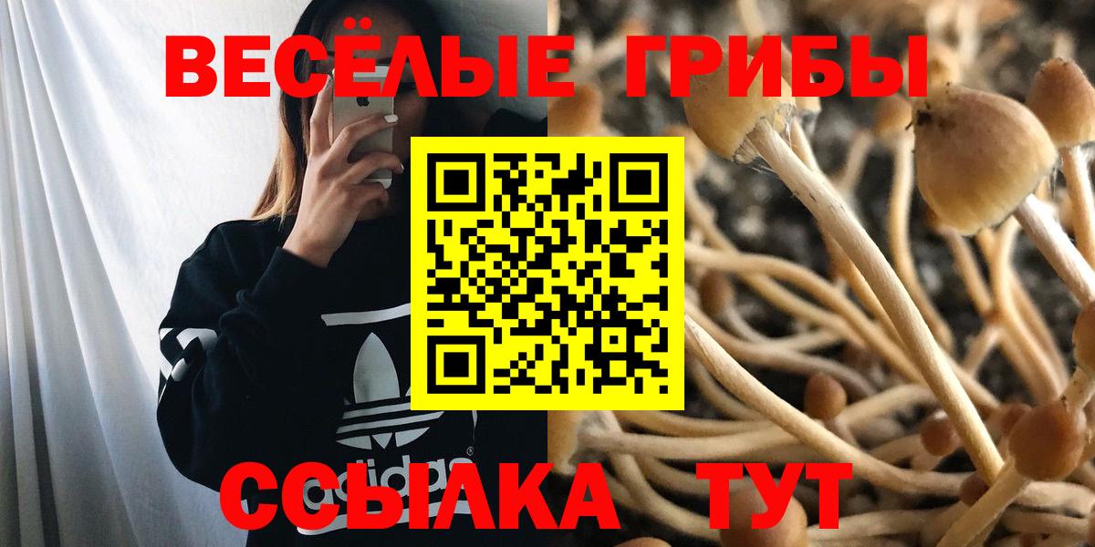 Псилоцибиновые грибы Psilocybe Гусев